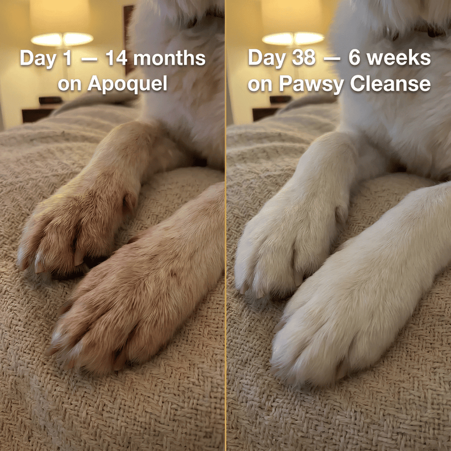 Parasite Cleanse Drops for Dogs – Natural 21-Day Gut Cleanse & Digestive Wellness Support