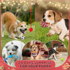 Dog Advent Calendar
