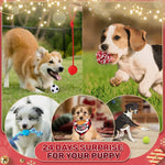 Dog Advent Calendar